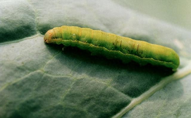 大豆种植关键期快防！大豆田里食量巨大的杂食性害虫——甜菜夜蛾 